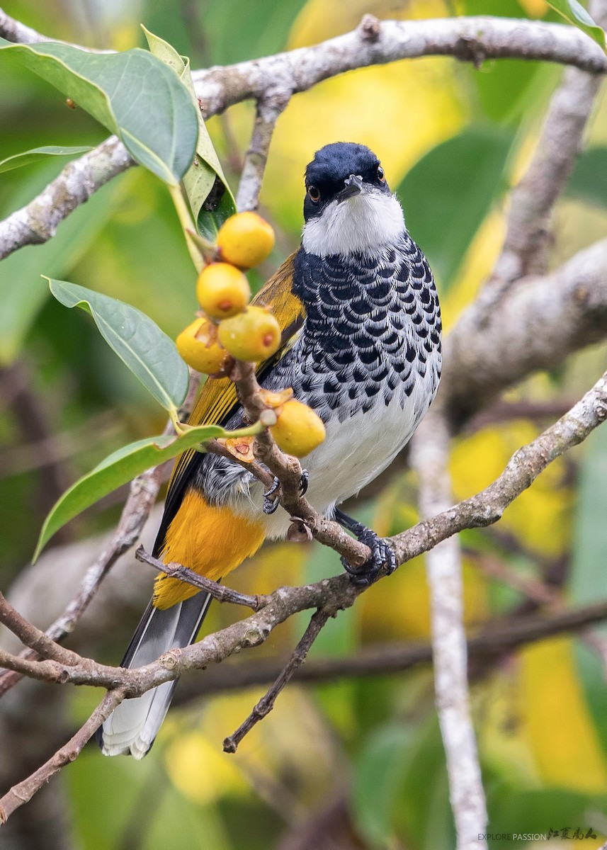 Scaly-breasted Bulbul - ML188061241