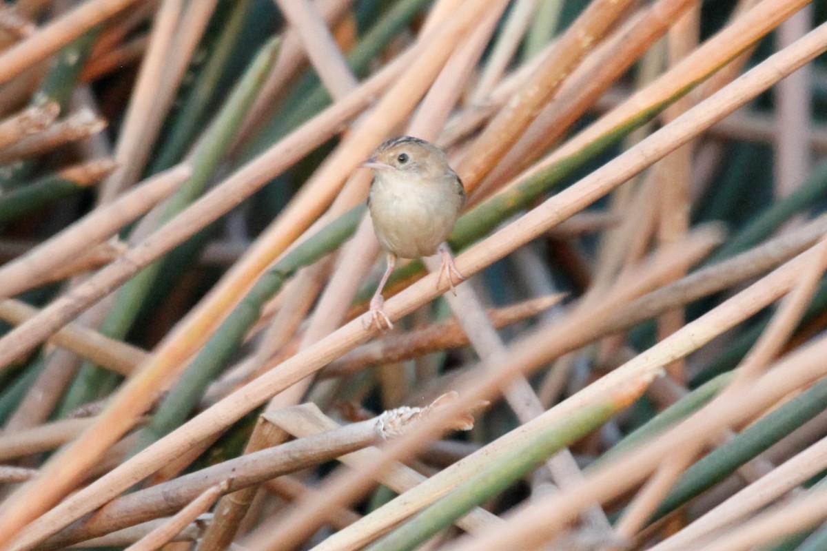 Golden-headed Cisticola - ML188062971