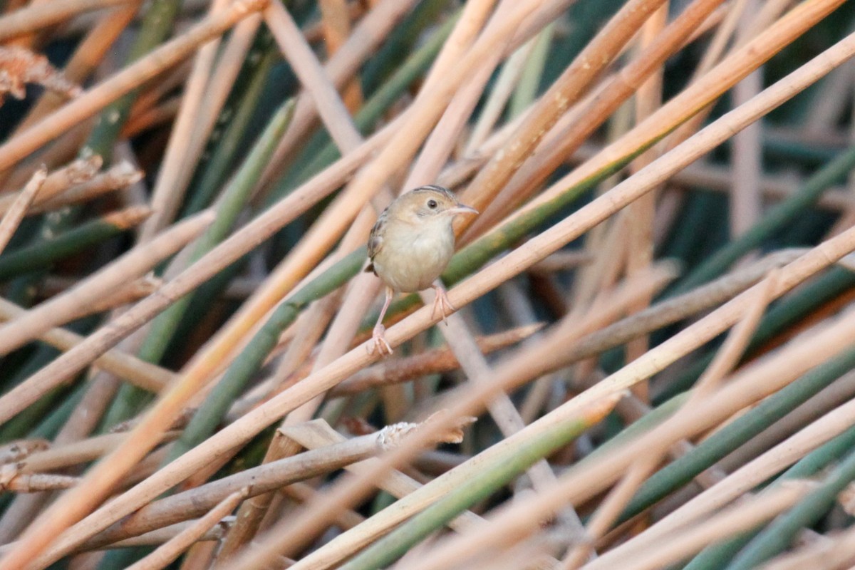 Golden-headed Cisticola - Liam Correy