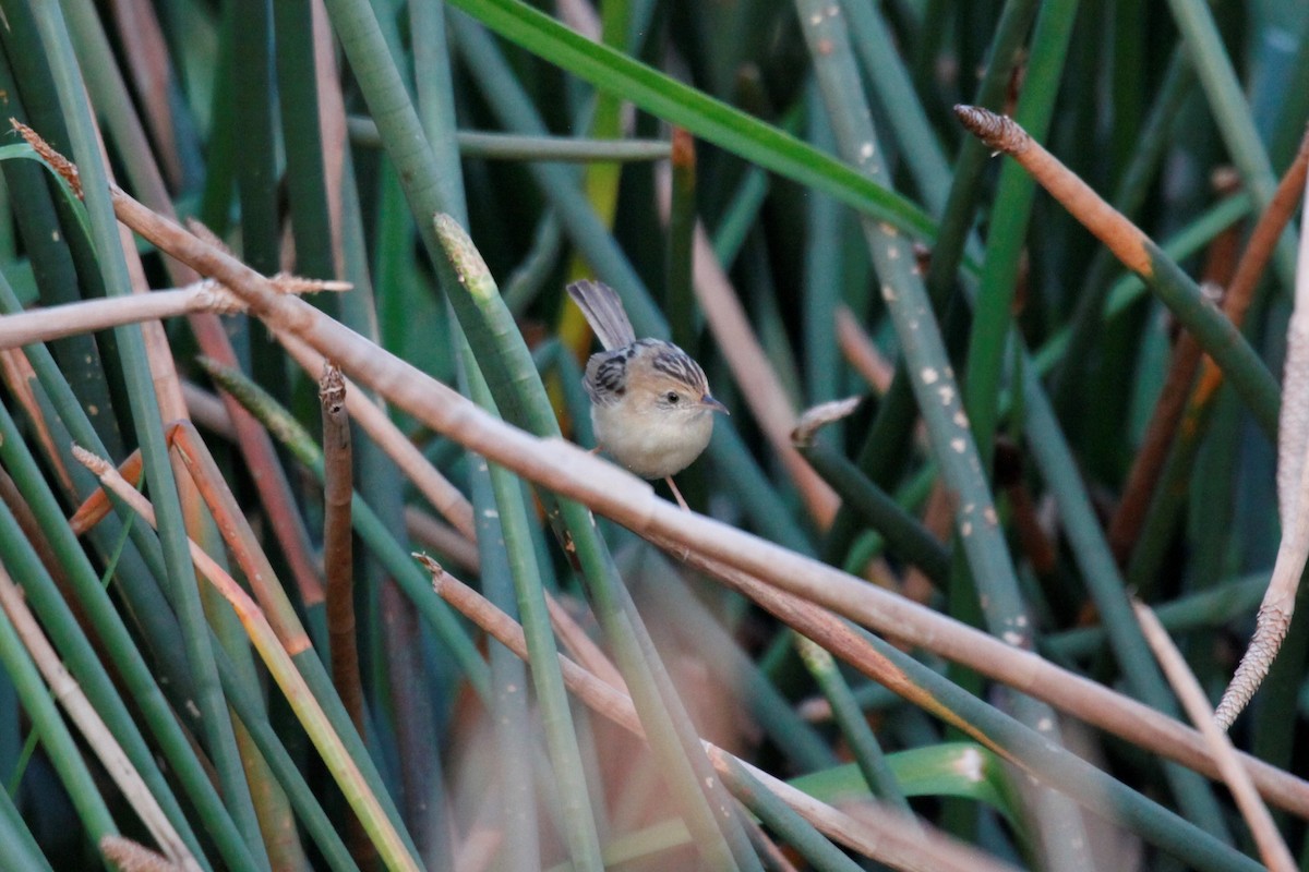 Golden-headed Cisticola - ML188063021