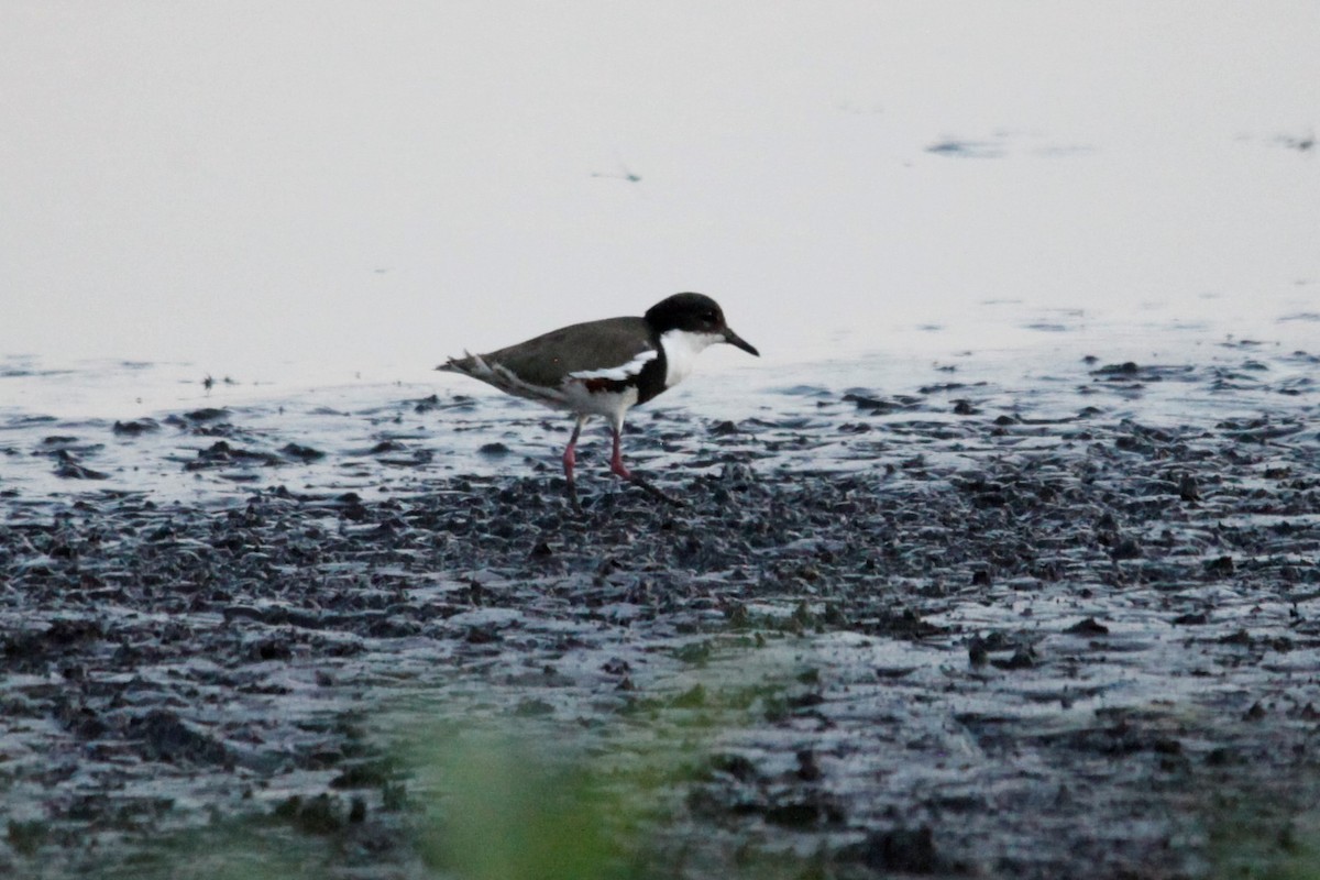 Red-kneed Dotterel - Liam Correy