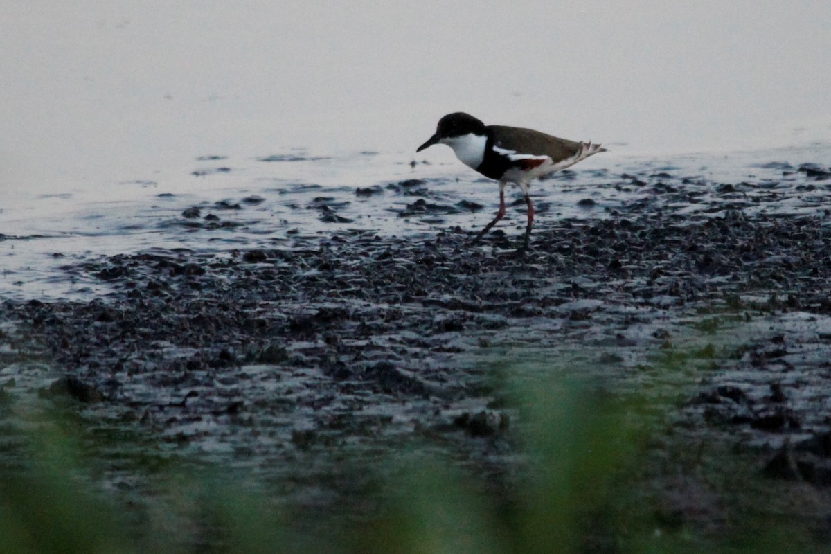 Red-kneed Dotterel - Liam Correy