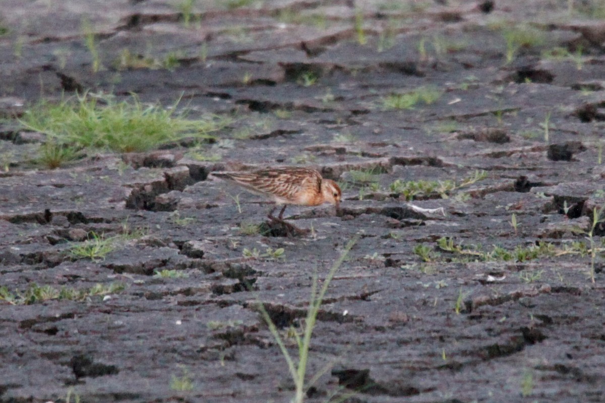 Sharp-tailed Sandpiper - Liam Correy