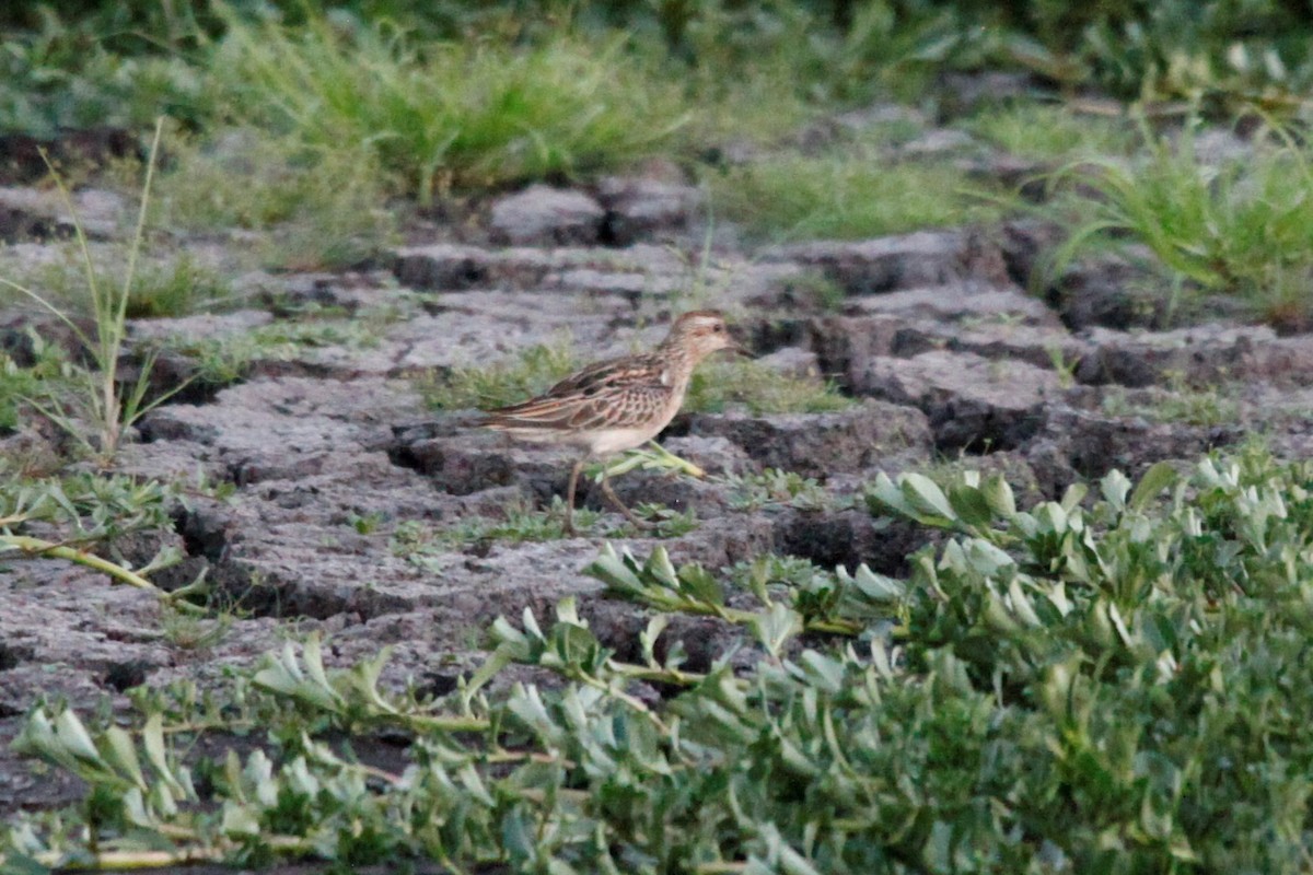 Sharp-tailed Sandpiper - Liam Correy