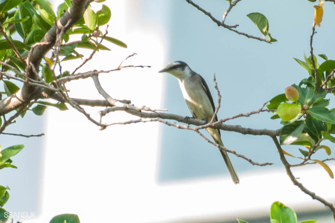 Brown-rumped Minivet - ML188064921