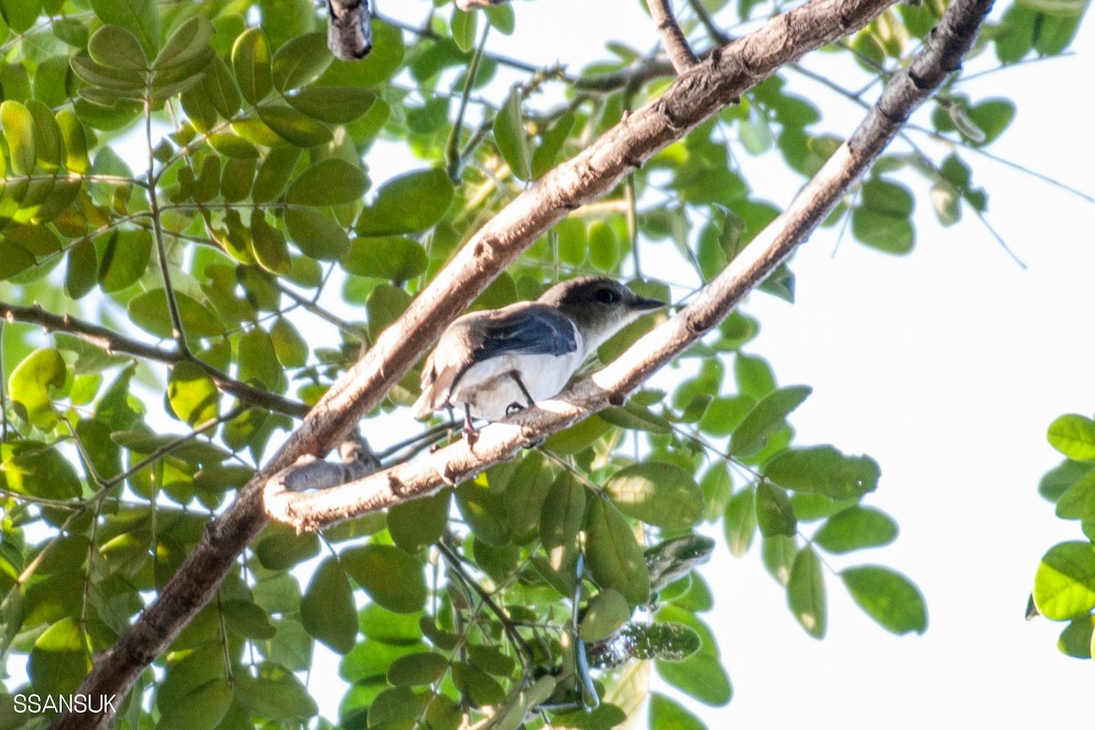 Minivet de Swinhoe - ML188064941