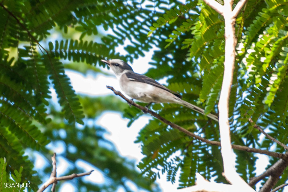 Brown-rumped Minivet - ML188064951