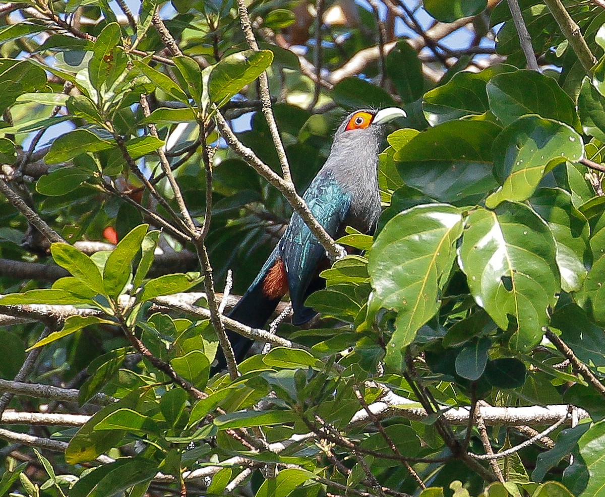 Chestnut-bellied Malkoha - Neoh Hor Kee