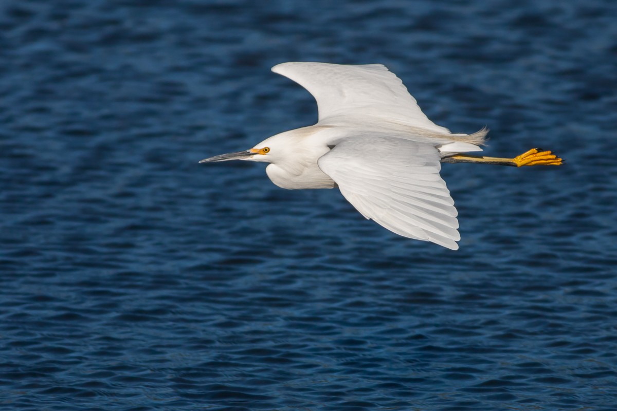 Snowy Egret - Ariel Cabrera Foix