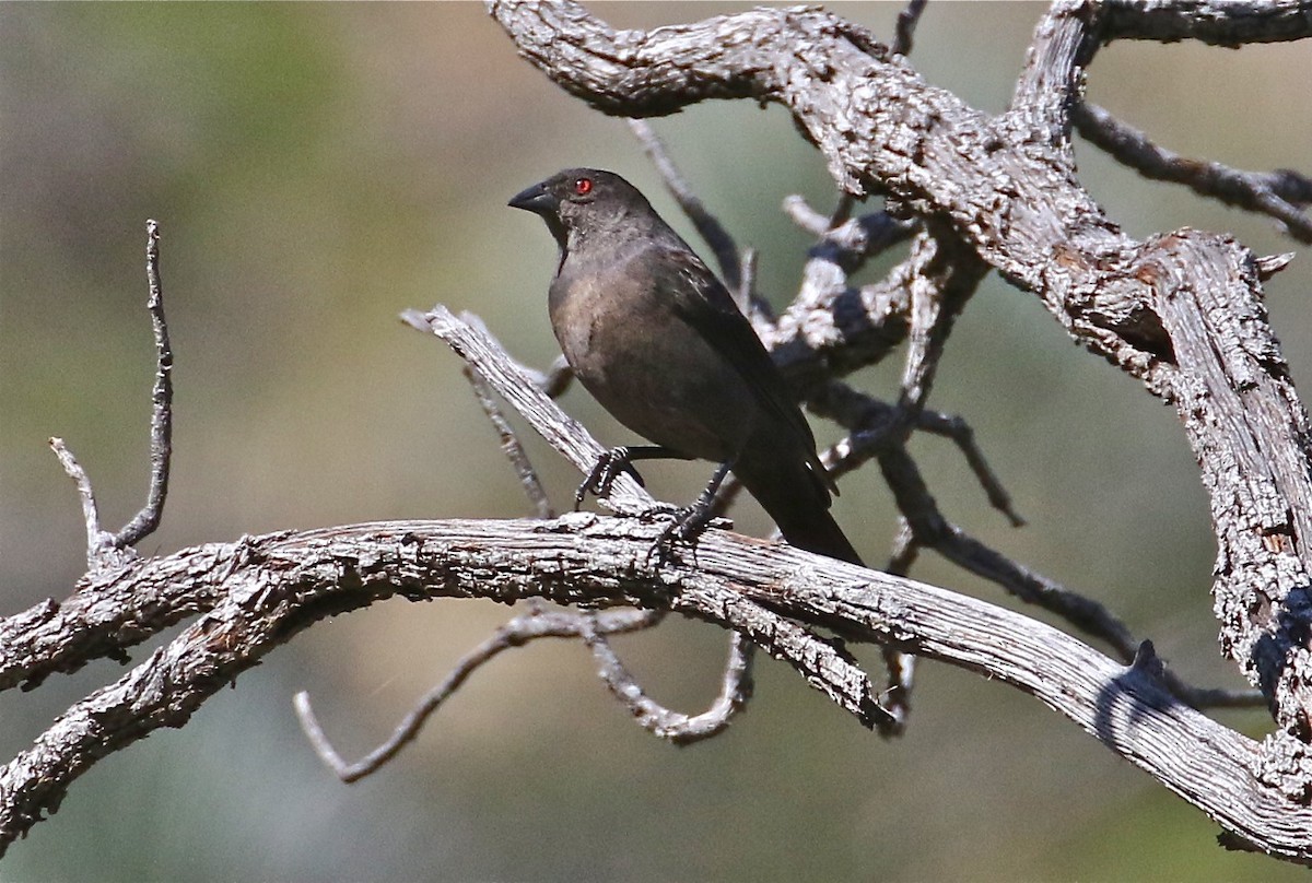 Bronzed Cowbird - ML188066481