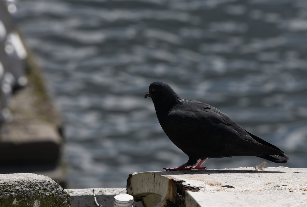 Rock Pigeon (Feral Pigeon) - ML188069531