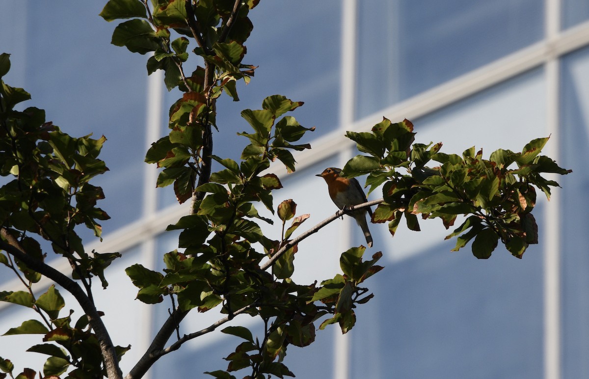 European Robin - ML188069661