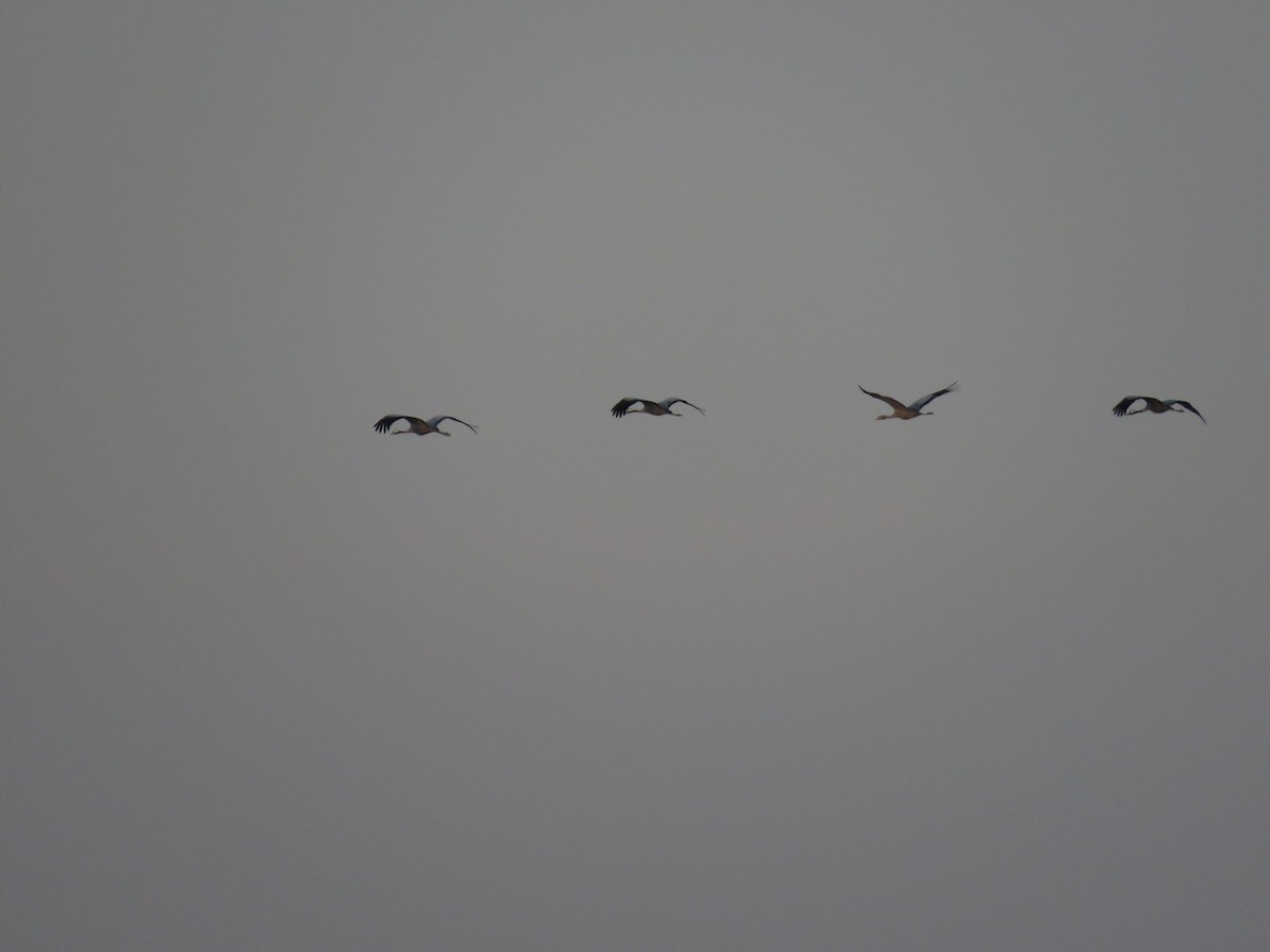 Common Crane - ML188071131