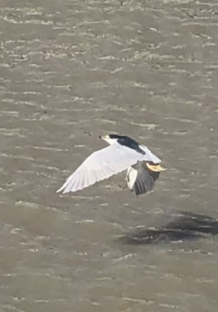 Black-crowned Night Heron - ML188071511