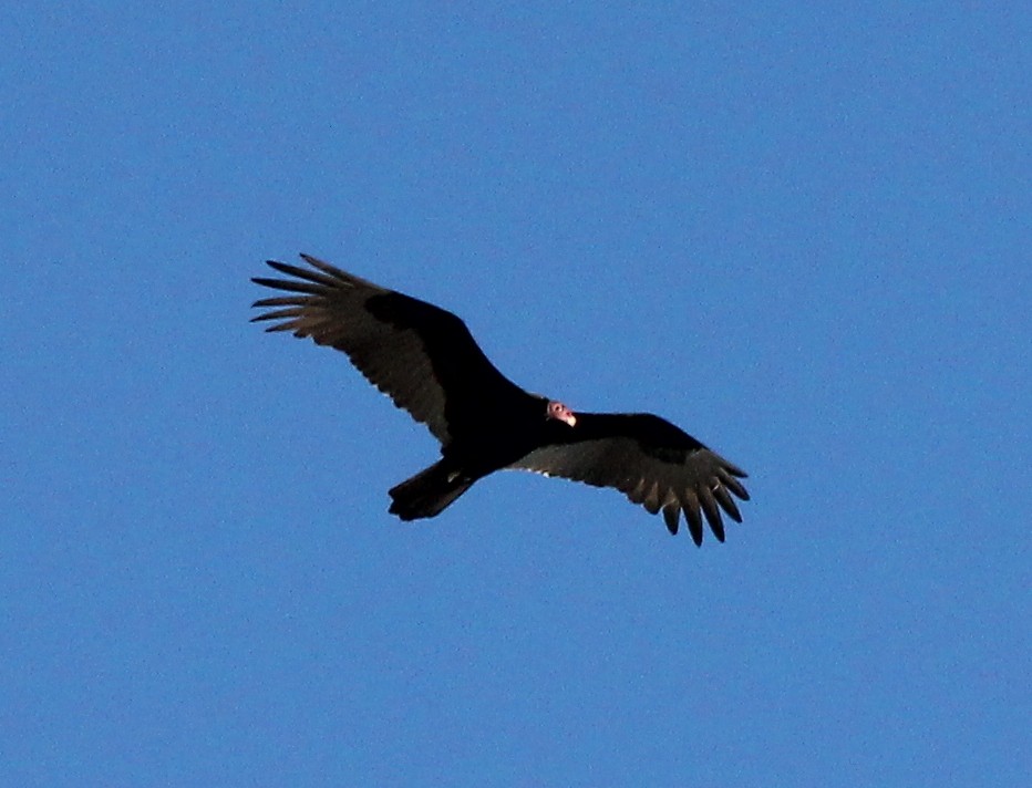 Turkey Vulture - Elby Anderson A Silva