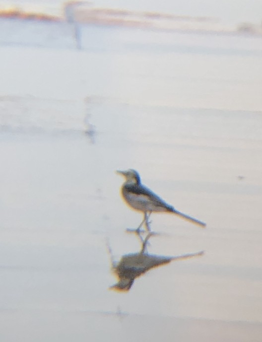 White Wagtail - ML188071821