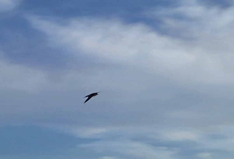 Red-rumped Swallow - ML188073181