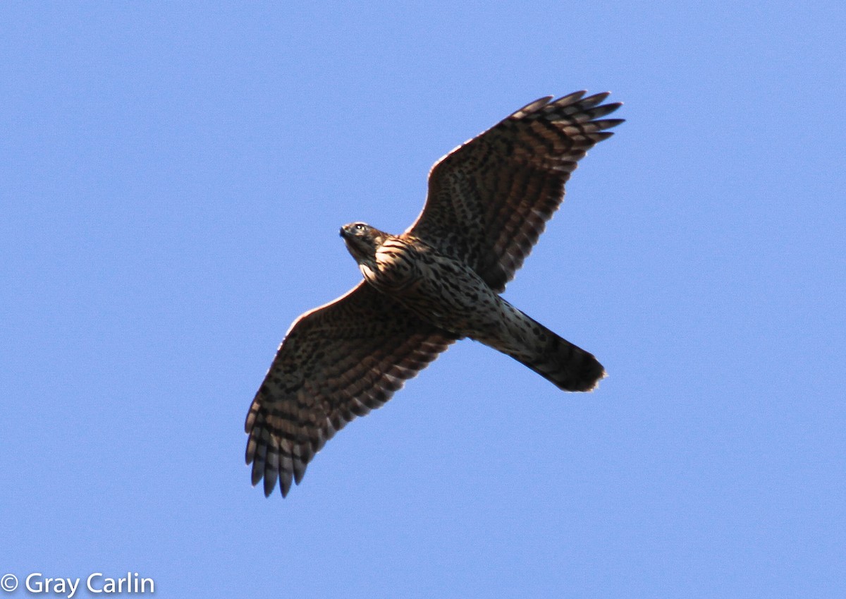 American Goshawk - ML188073201