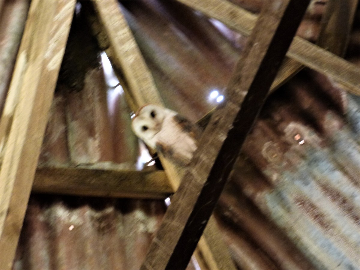 Barn Owl - ML188073221