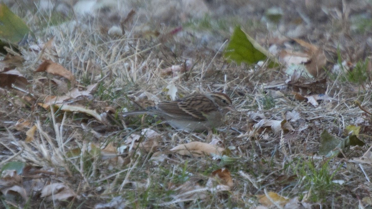 Chipping Sparrow - Jasper Weinberg