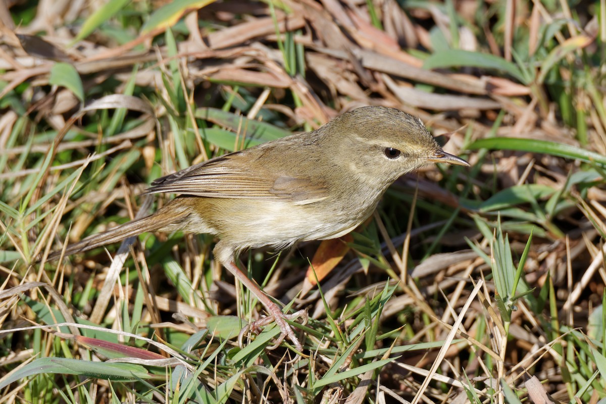 Japanese Bush Warbler - H Chen-Cheng