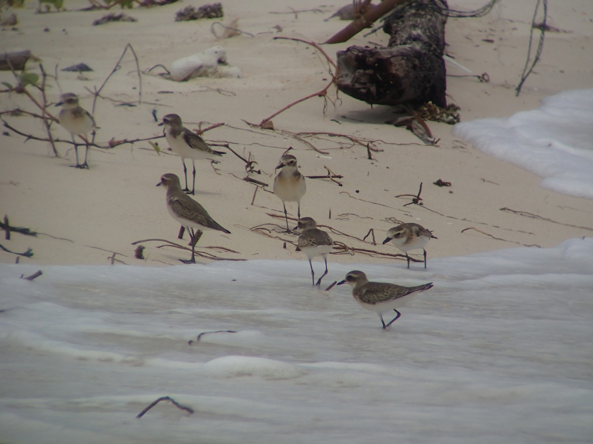 Tibetan Sand-Plover - Jigu Patel