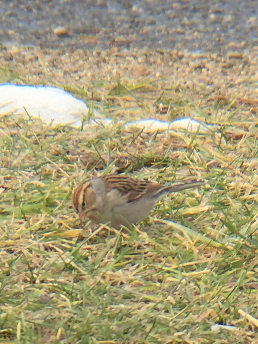 Chipping Sparrow - ML188074821