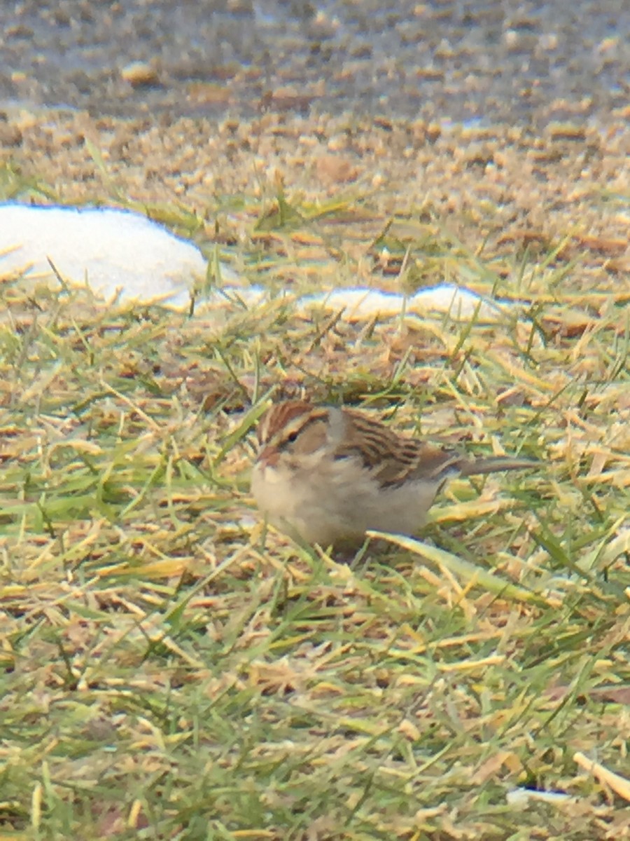 Chipping Sparrow - ML188074861