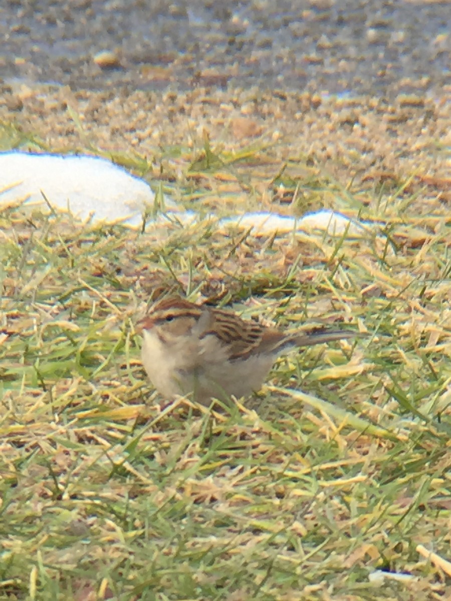 Chipping Sparrow - ML188074891