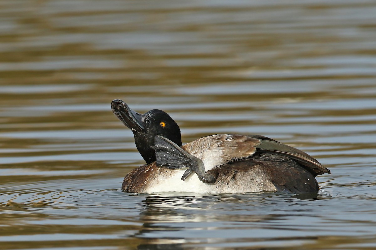 鳳頭潛鴨 - ML188074991