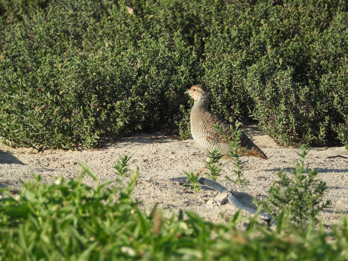 Gray Francolin - Shahid B. Khan