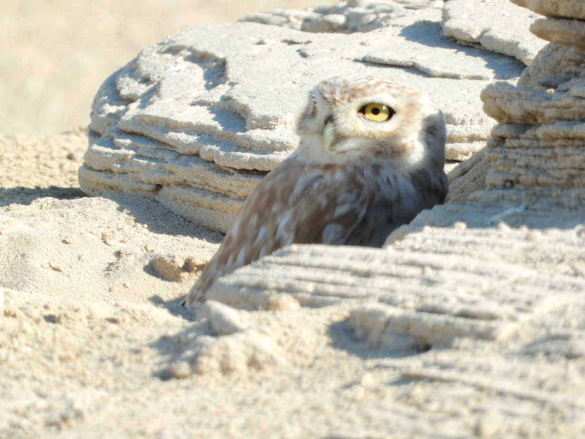 Little Owl - ML188075181