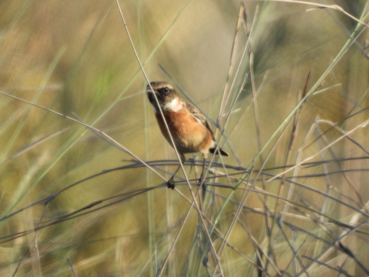 European/Siberian Stonechat - ML188075311