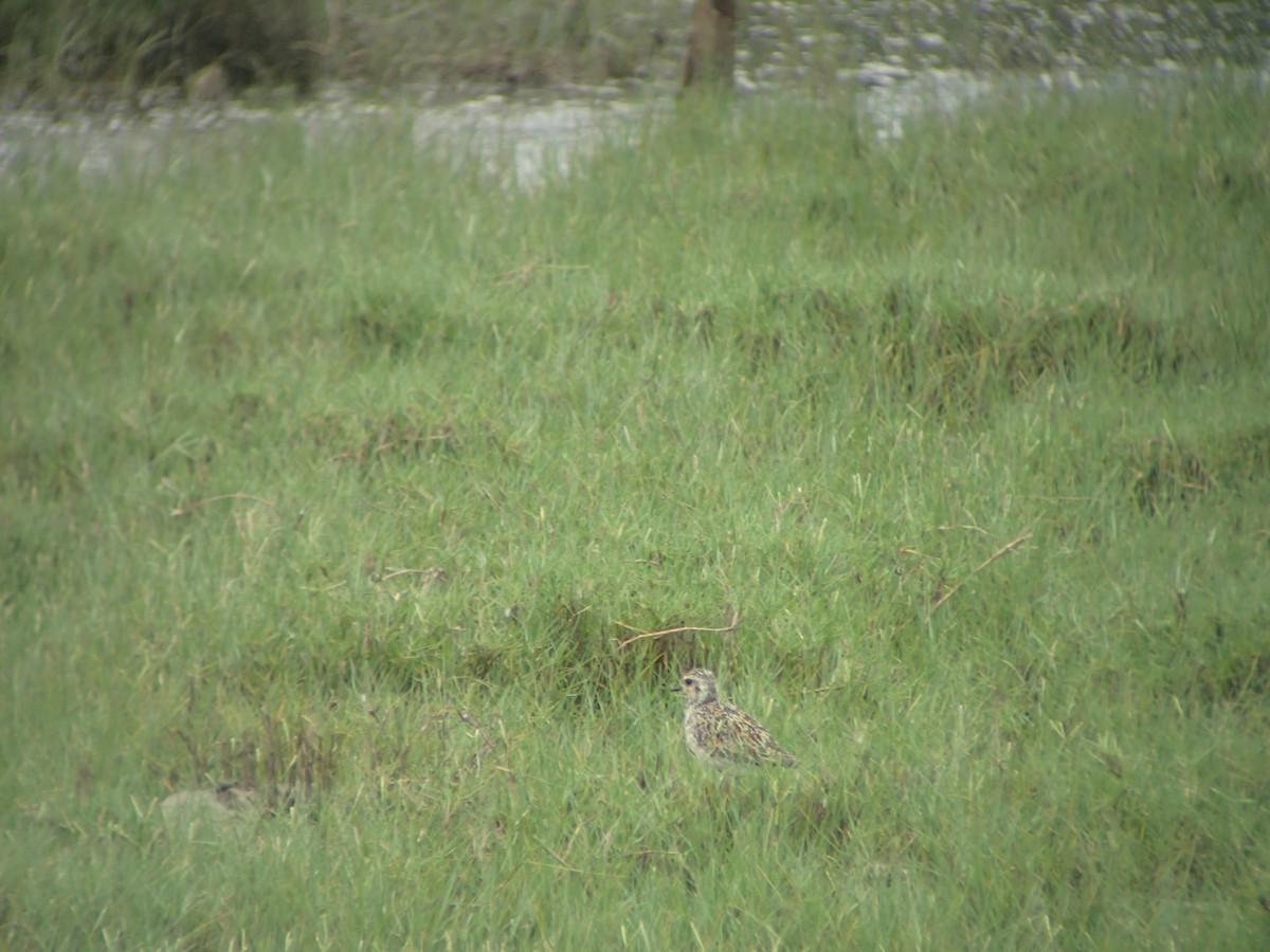 Pacific Golden-Plover - ML188075961