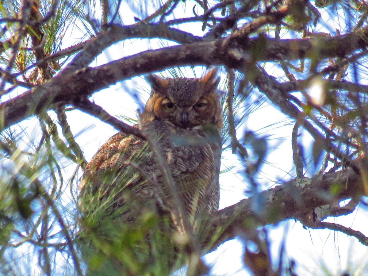 Great Horned Owl - ML188076781