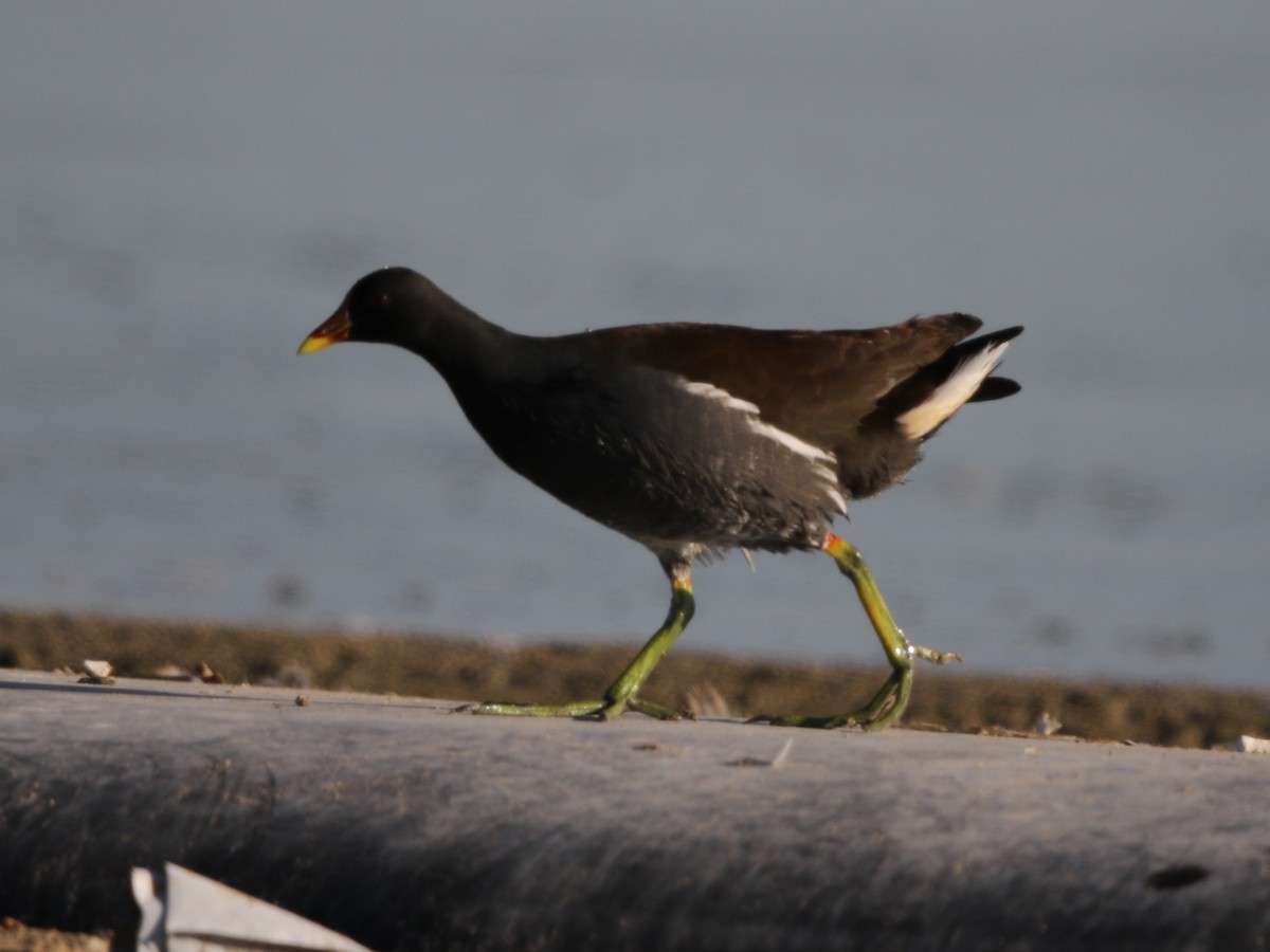 Eurasian Moorhen - ML188077191