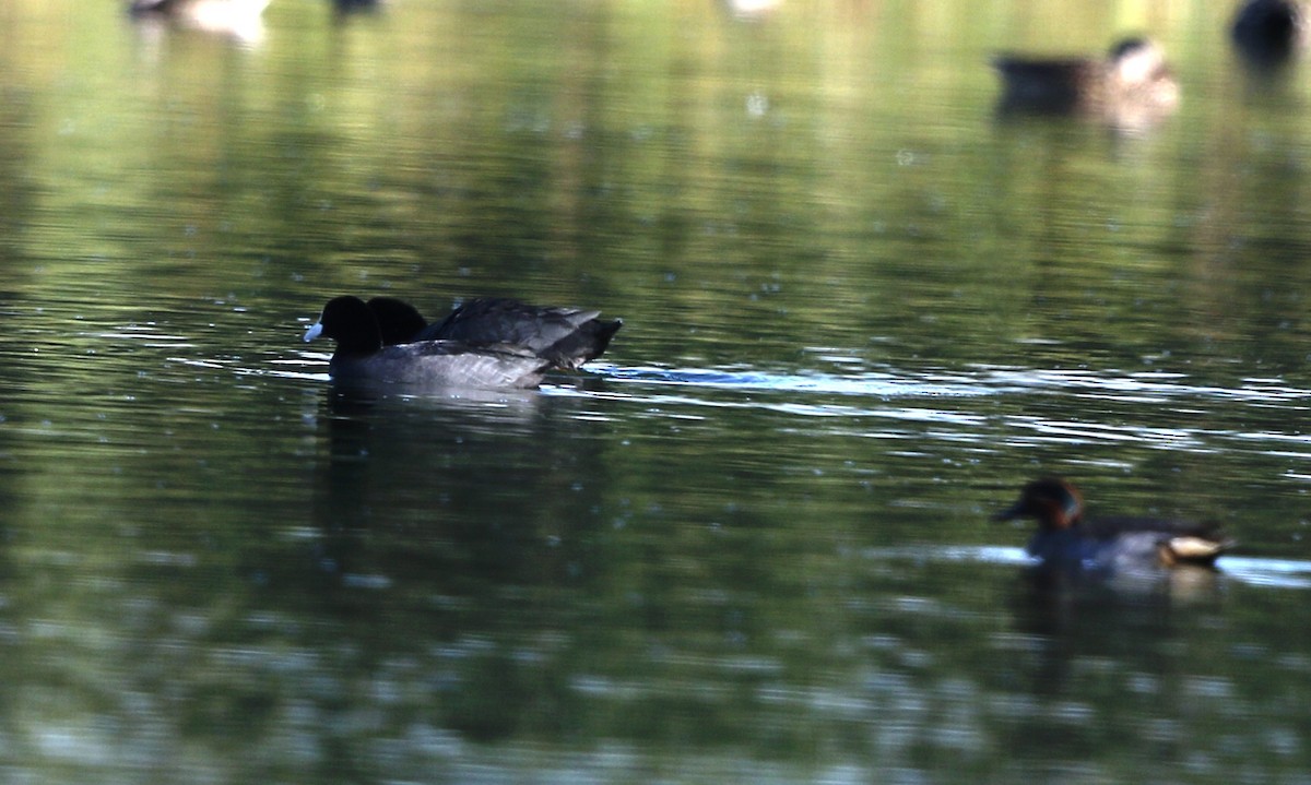 Eurasian Coot - ML188077201