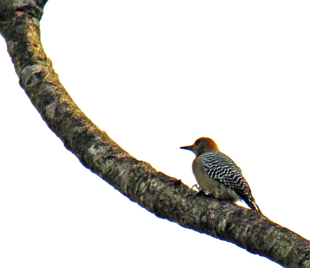 Hoffmann's Woodpecker - ML188077211