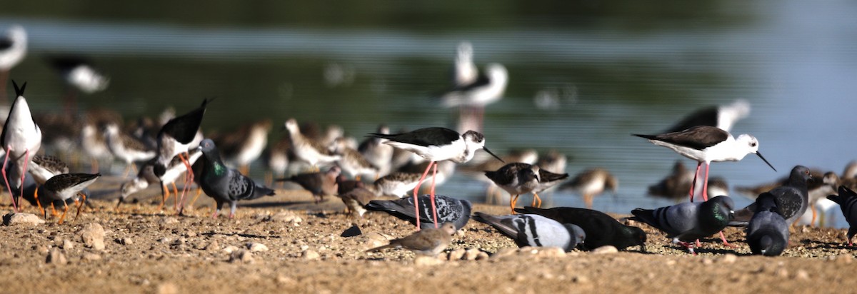 Black-winged Stilt - ML188077261