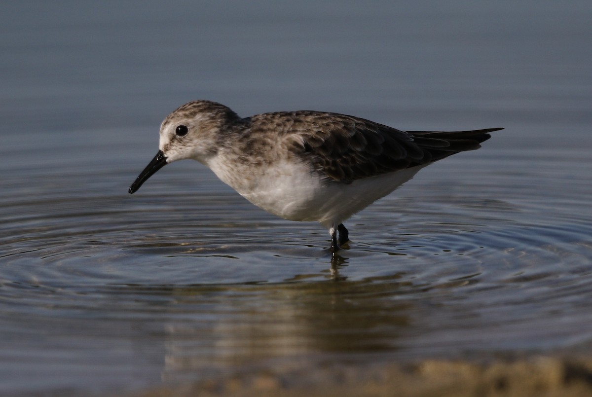 Little Stint - ML188077311