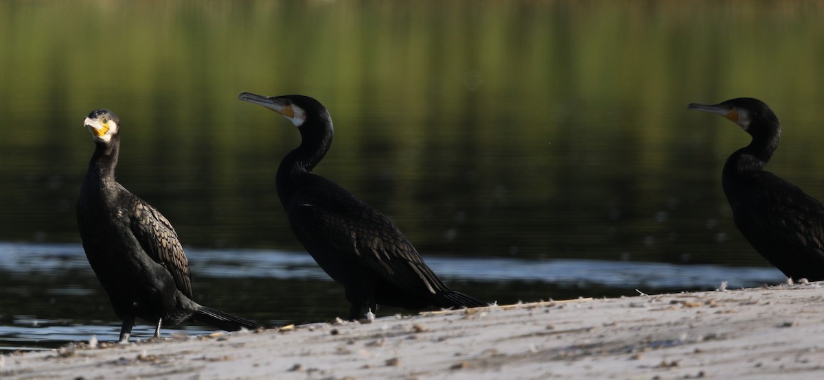 Great Cormorant - ML188077681