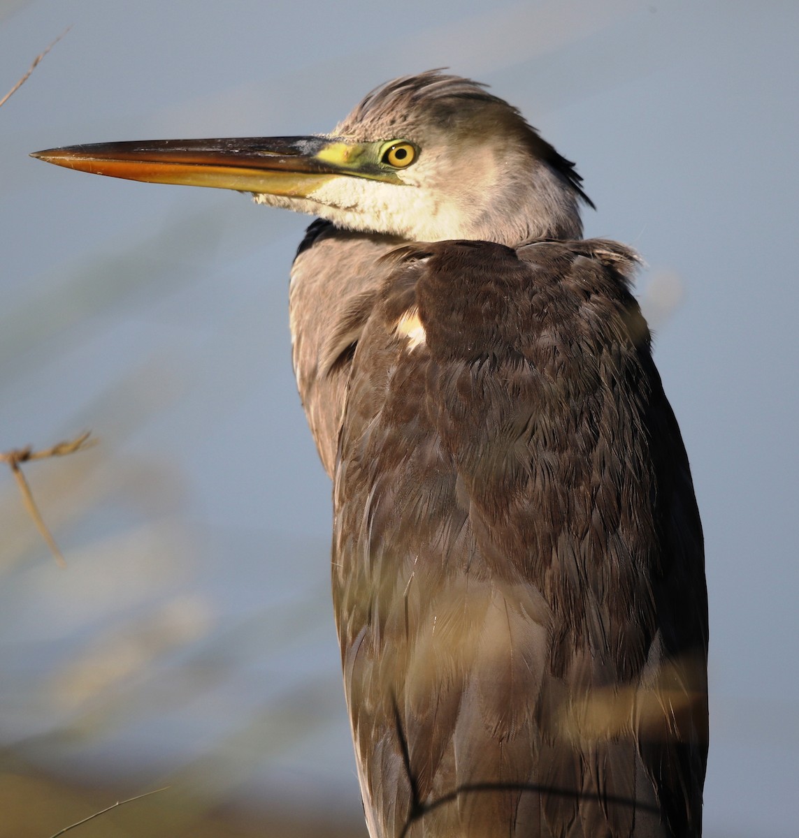 Gray Heron - ML188077761