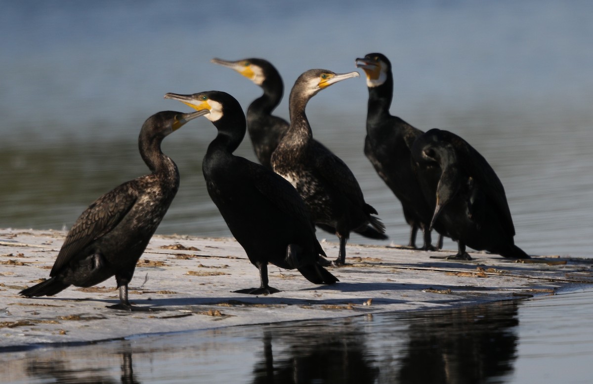 Great Cormorant - ML188077771