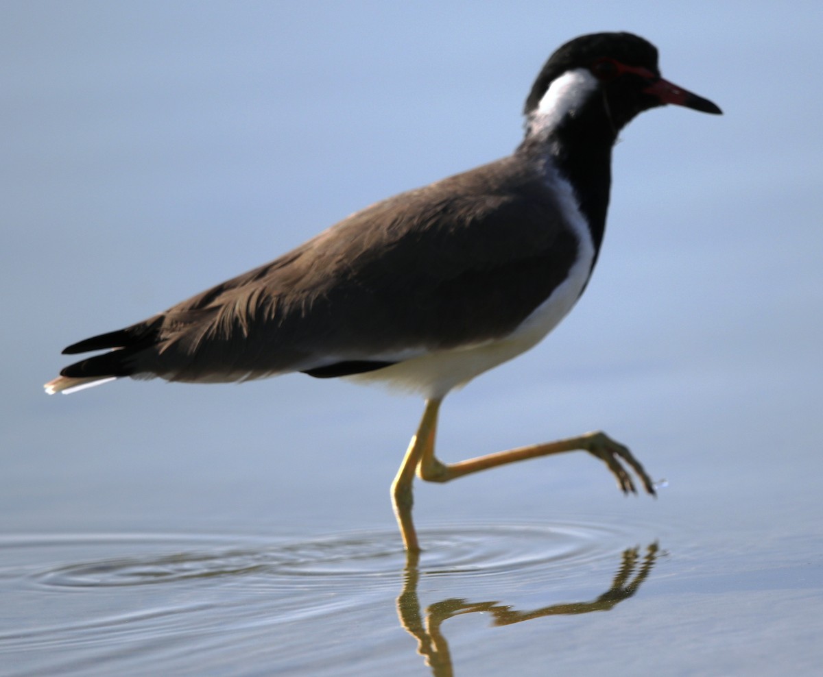 Red-wattled Lapwing - ML188077911
