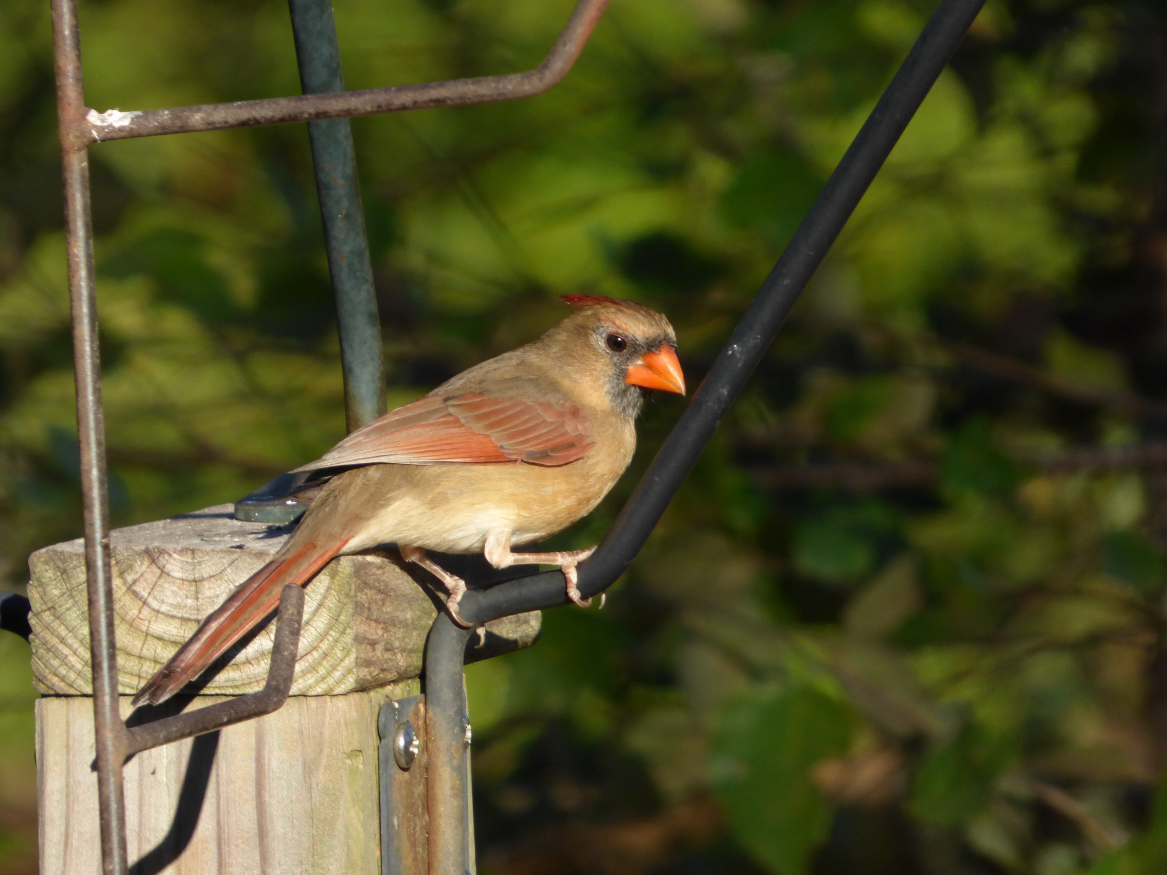 Photo Species of the Week - Page 18 - What Bird Is That Forum