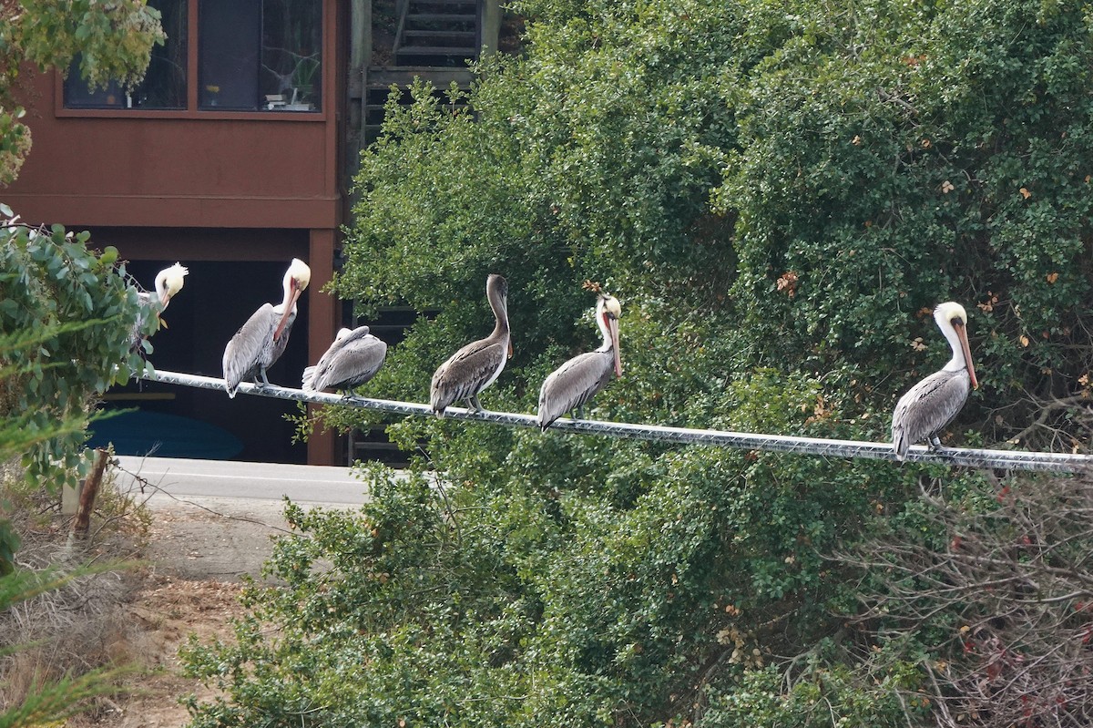 Brown Pelican (California) - ML188080031