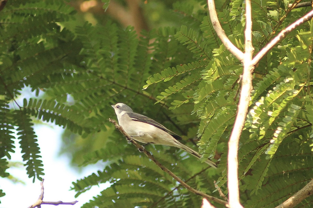 Brown-rumped Minivet - ML188080681