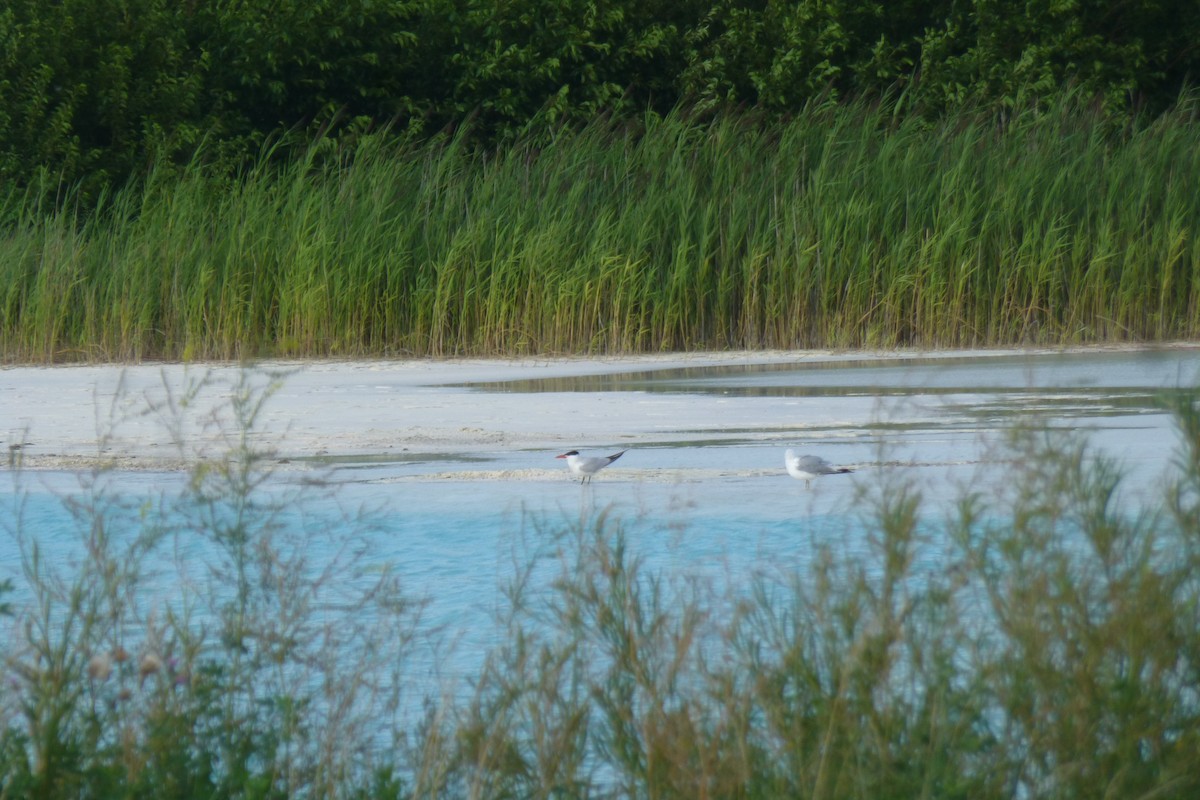 Caspian Tern - ML188082851