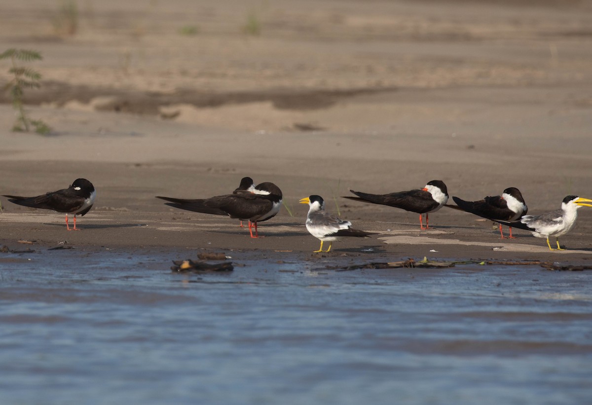 Black Skimmer - Gustavo Carrasco Zuñiga