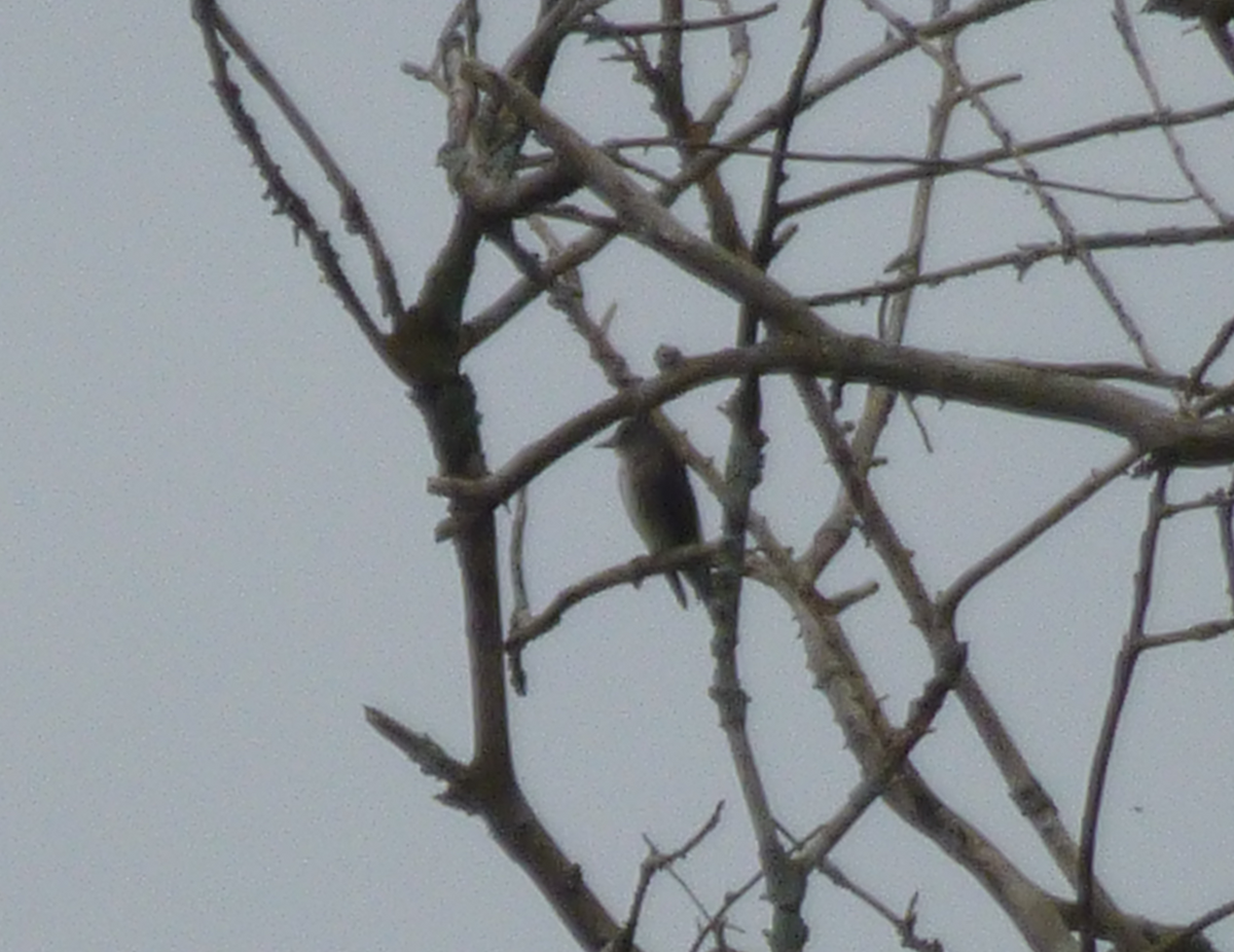 Olive-sided Flycatcher - ML188084641